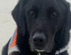 Appel aux dons : un geste pour Nesti et tous les chiens guides !