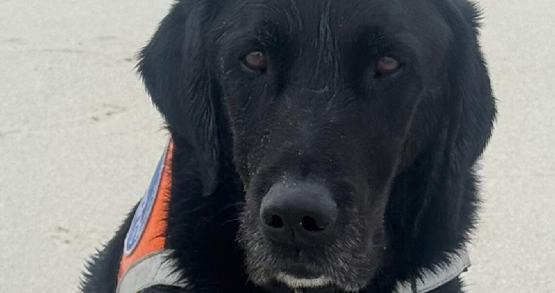 Appel aux dons : un geste pour Nesti et tous les chiens guides !